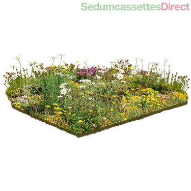 Een speciale sedummat ontworpen om bijen en vlinders aan te trekken, bevordert biodiversiteit.